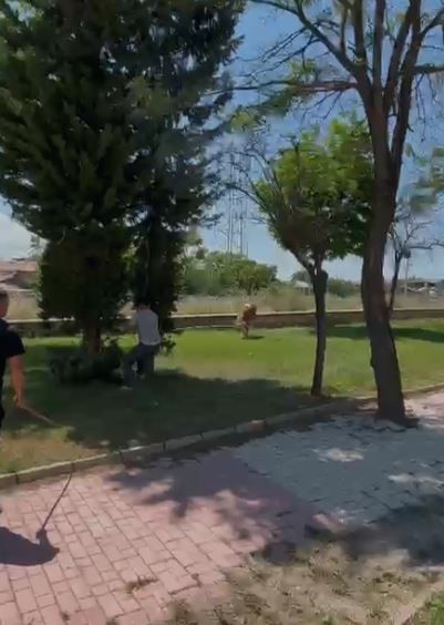 Elazığ&rsquo;da sahibinden ka&ccedil;an dana paniğe neden oldu