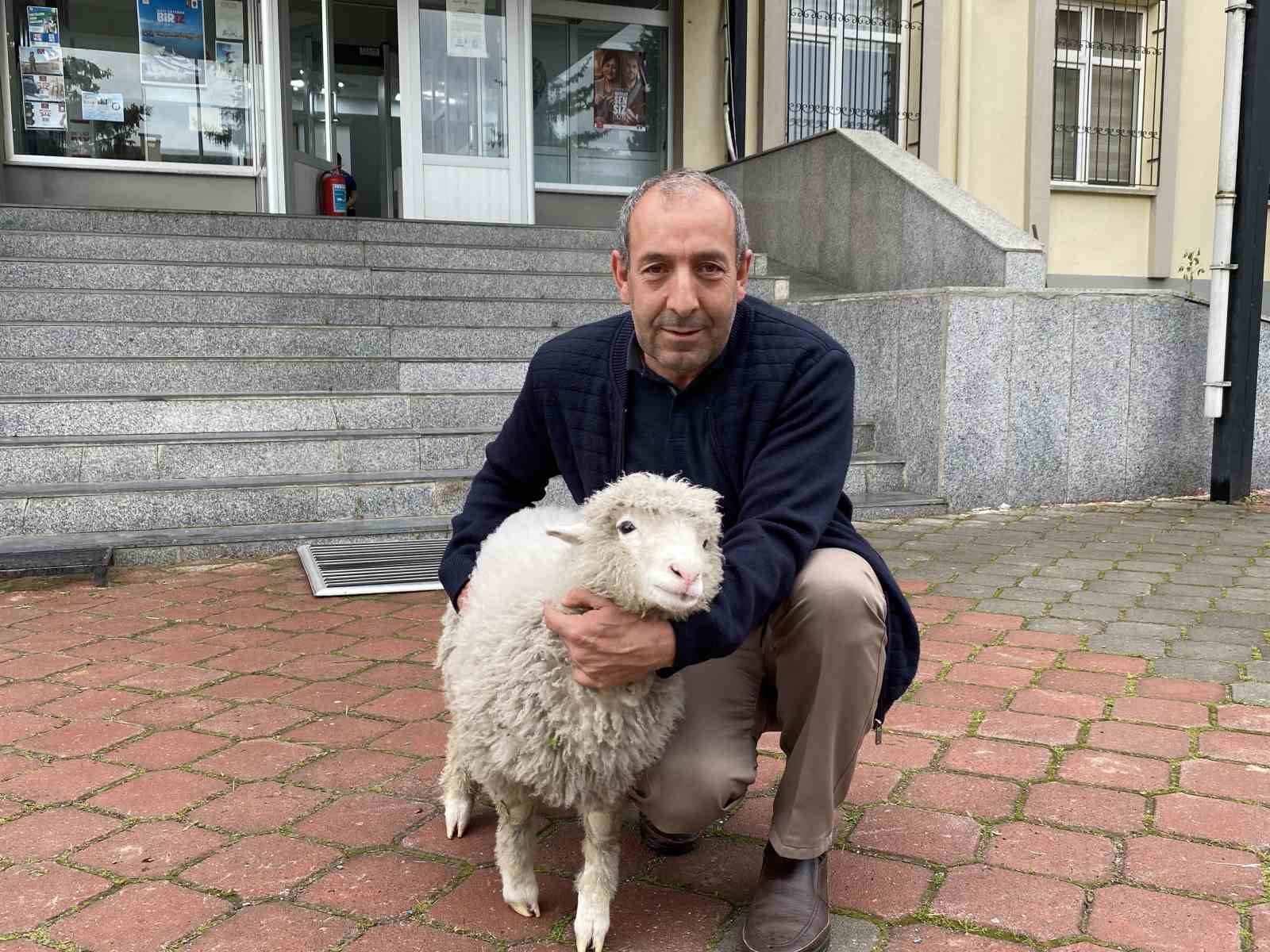 Kavak Adliyesi&rsquo;nin sevimli maskotu: Kuzu Tertip