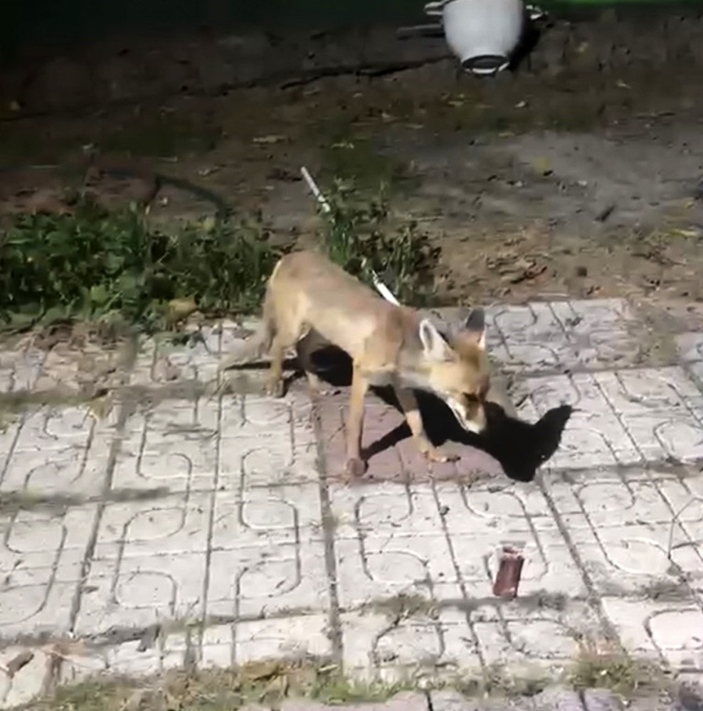 Bah&ccedil;esine giren tilkiyi elleriyle besledi