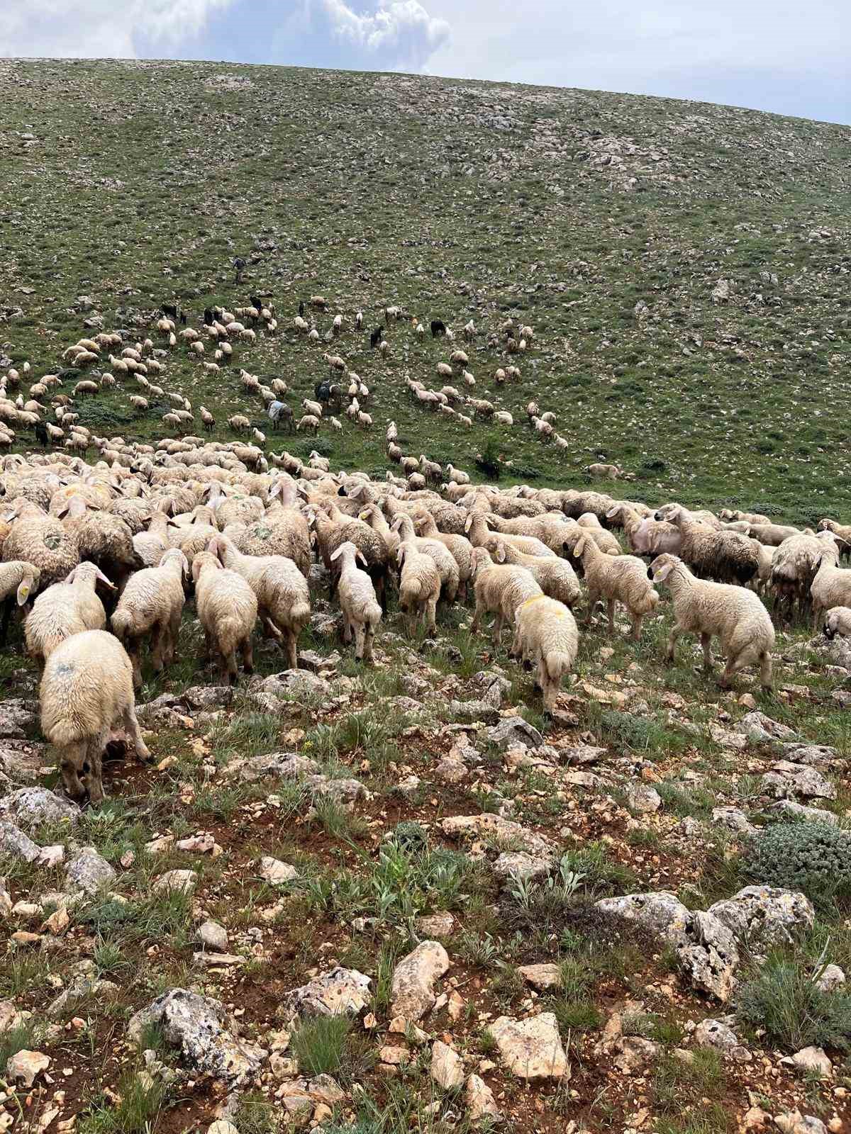 Sivas&rsquo;ta koyun s&uuml;r&uuml;s&uuml;n&uuml;n &uuml;zerine yıldırım d&uuml;şt&uuml;, 5 koyun telef oldu