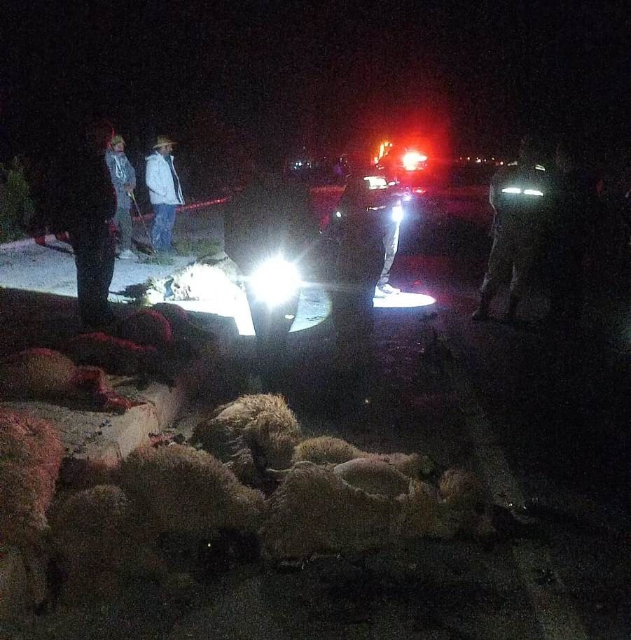 Van&rsquo;da otomobil koyun s&uuml;r&uuml;s&uuml;ne &ccedil;arptı: 17 koyun telef oldu